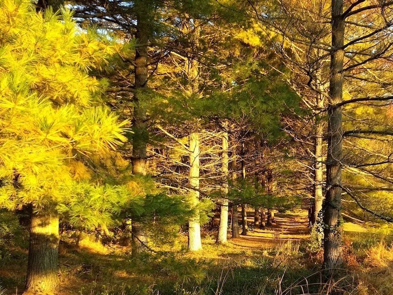 golden pines
